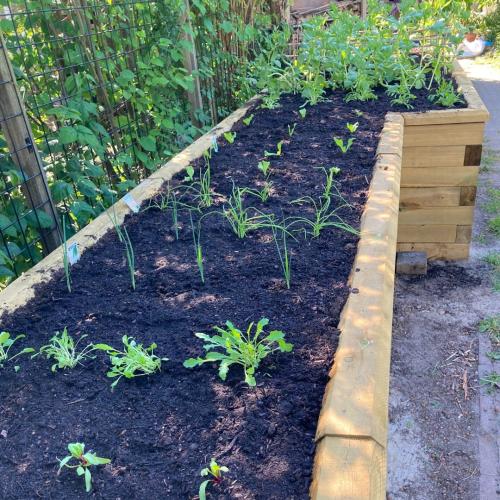 Jeroenův zeleninový L záhon