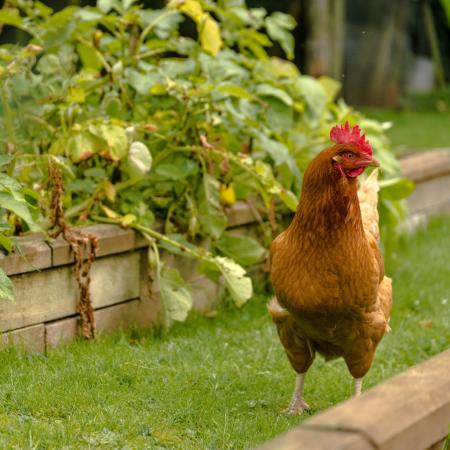 Přírodní zahrady: nadčasová krása, která dává smysl
