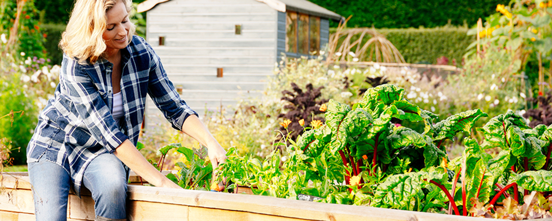 raised beds